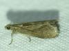 Assara conicolella